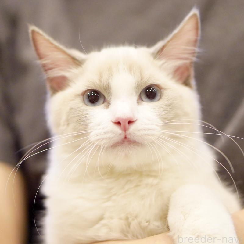 販売中の東京都のラグドール-121656の14枚目