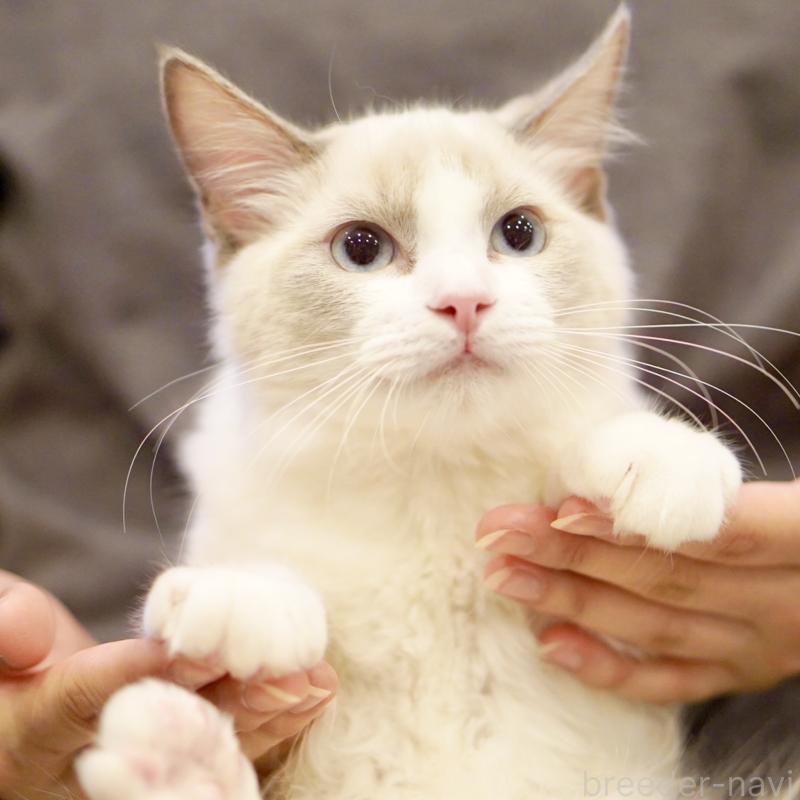 販売中の東京都のラグドール-121656の13枚目