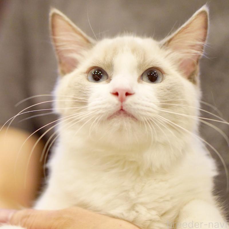 販売中の東京都のラグドール-121656の12枚目