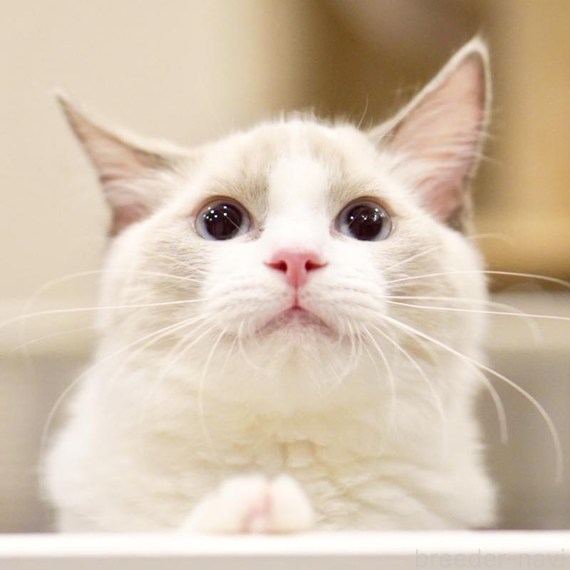 販売中の東京都のラグドール-121656の11枚目