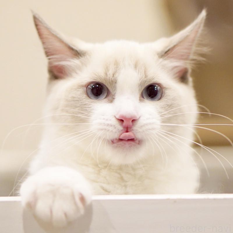 販売中の東京都のラグドール-121656の10枚目