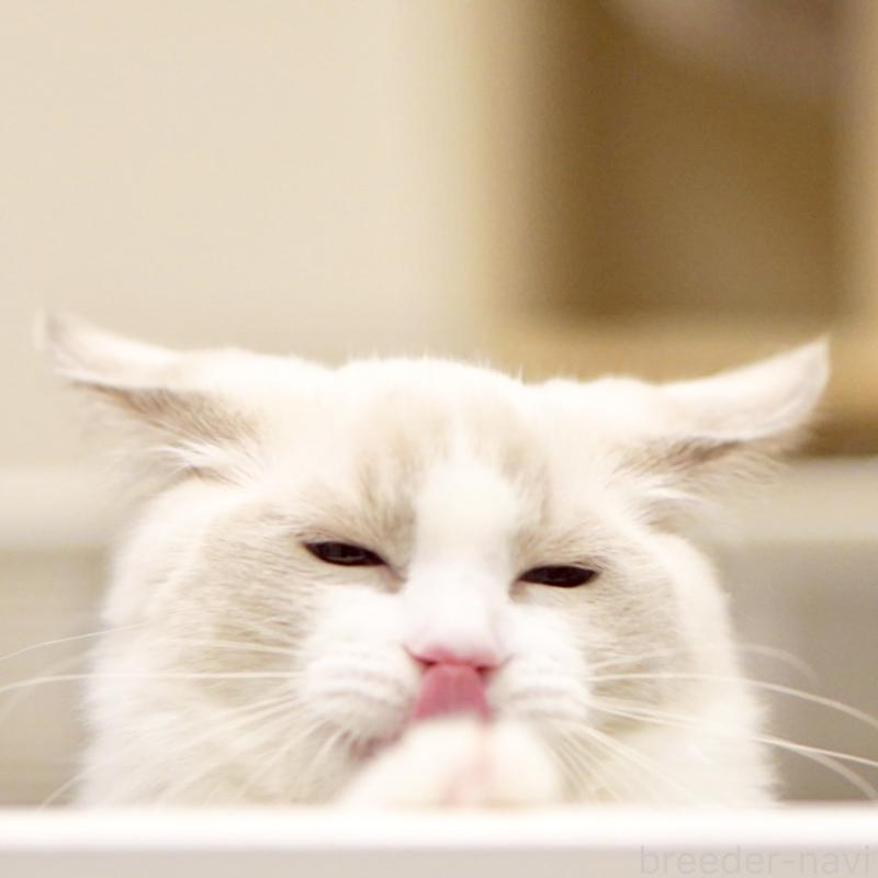 販売中の東京都のラグドール-121656の9枚目