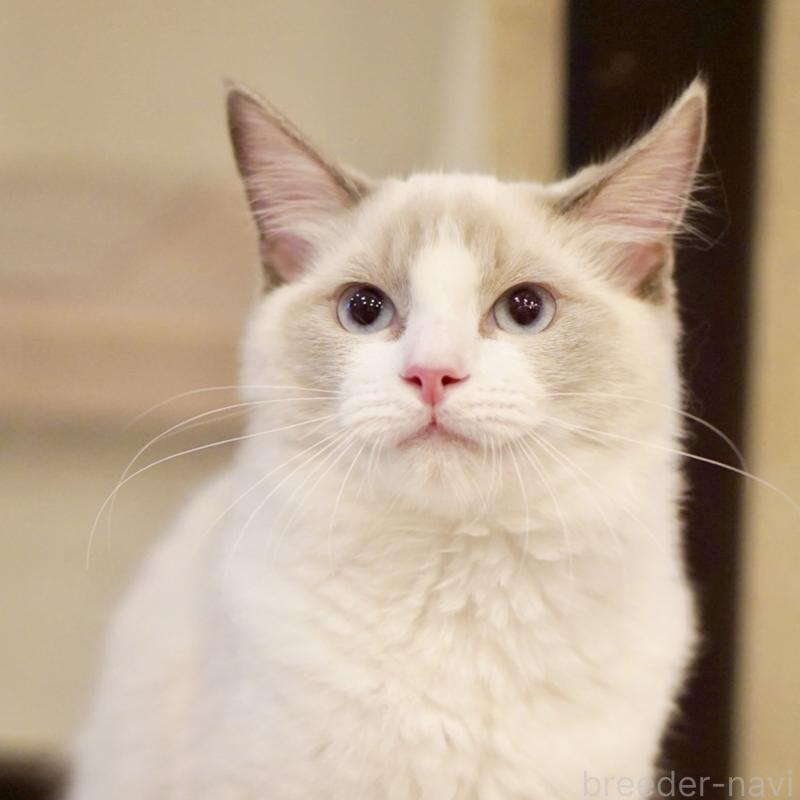 販売中の東京都のラグドール-121656の8枚目