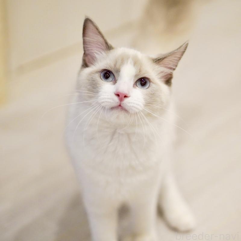 販売中の東京都のラグドール-121656の7枚目