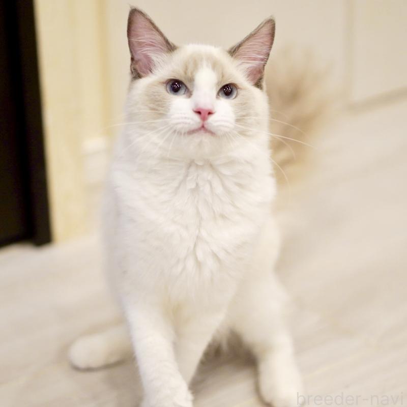 販売中の東京都のラグドール-121656の6枚目