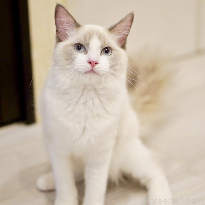 販売中の東京都のラグドール-121656の5枚目