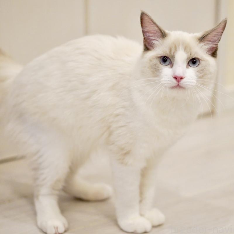 販売中の東京都のラグドール-121656の4枚目