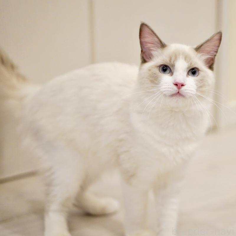 販売中の東京都のラグドール-121656の3枚目