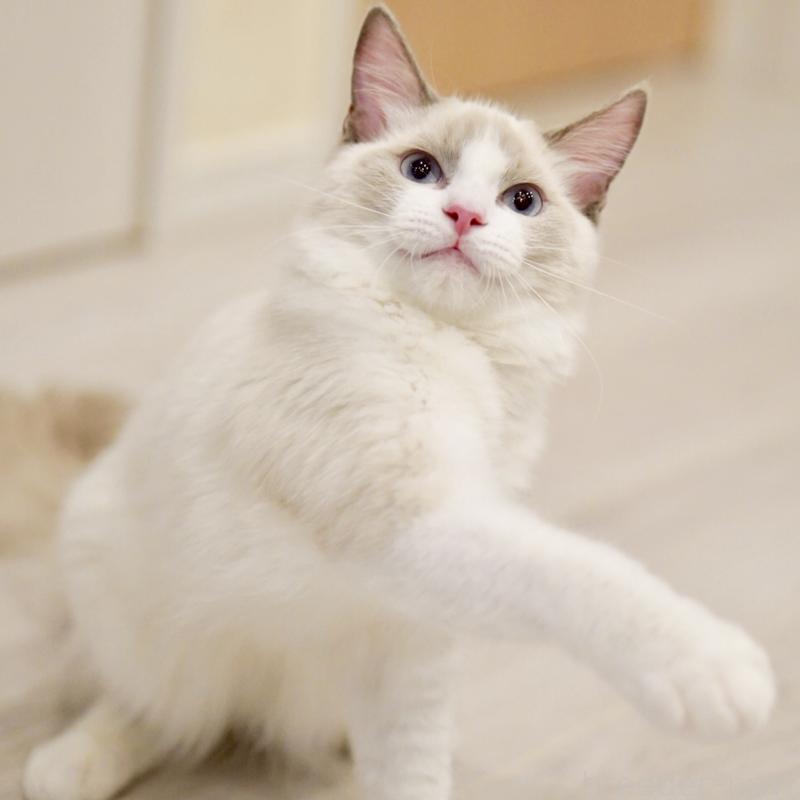 販売中の東京都のラグドール-121656の2枚目