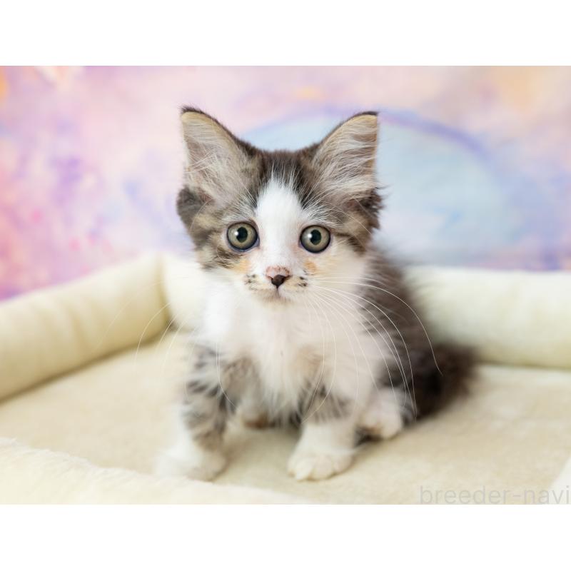 販売中の岐阜県のミヌエット-132305の5枚目