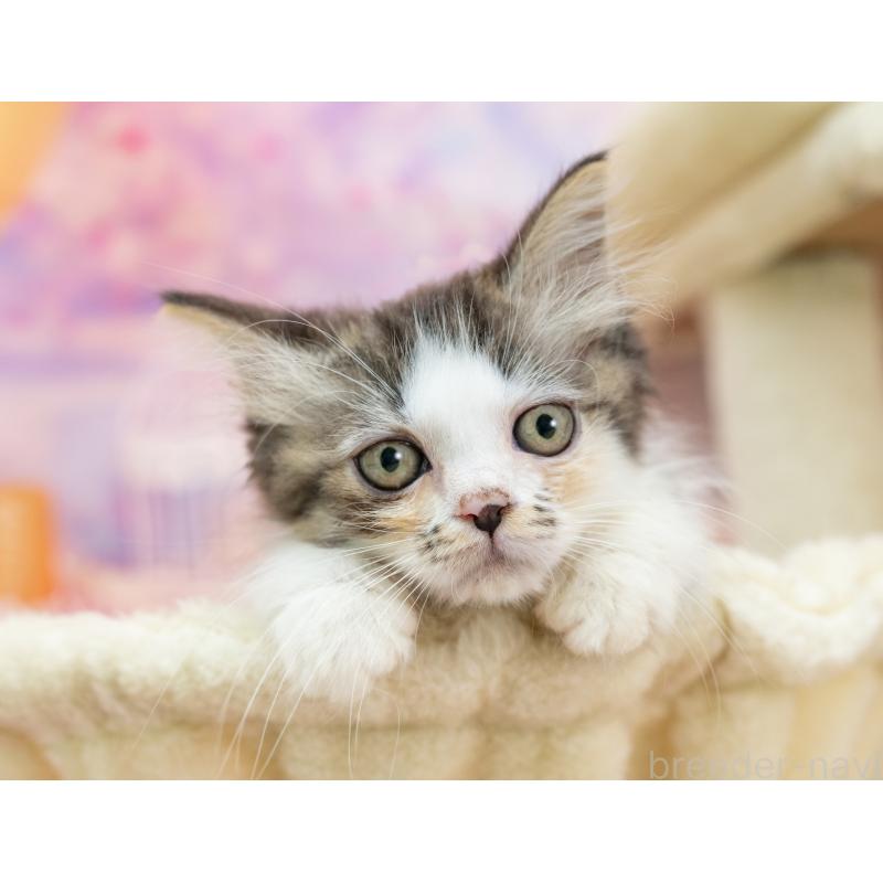 販売中の岐阜県のミヌエット-132305の4枚目