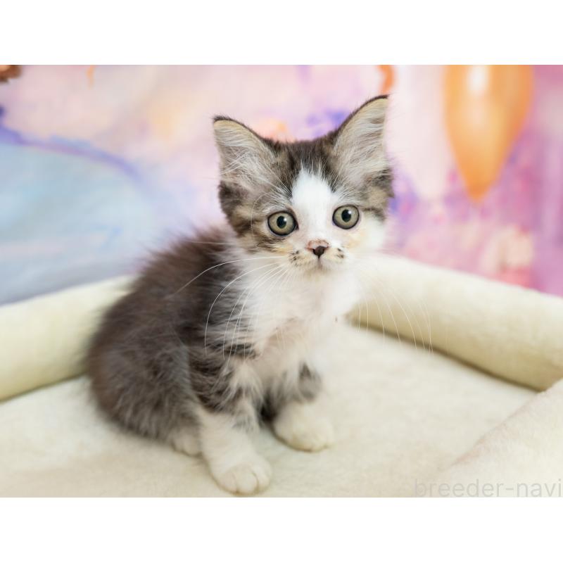 販売中の岐阜県のミヌエット-132305の3枚目