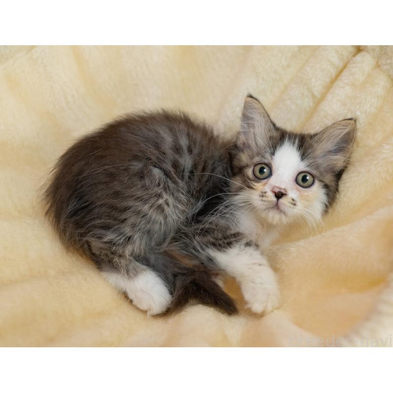 販売中の岐阜県のミヌエット-132305の2枚目