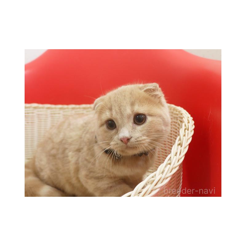 販売中の埼玉県のスコティッシュフォールド(折れ耳)-128370の3枚目
