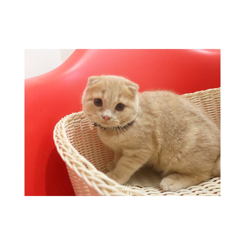 販売中の埼玉県のスコティッシュフォールド(折れ耳)-128370の2枚目