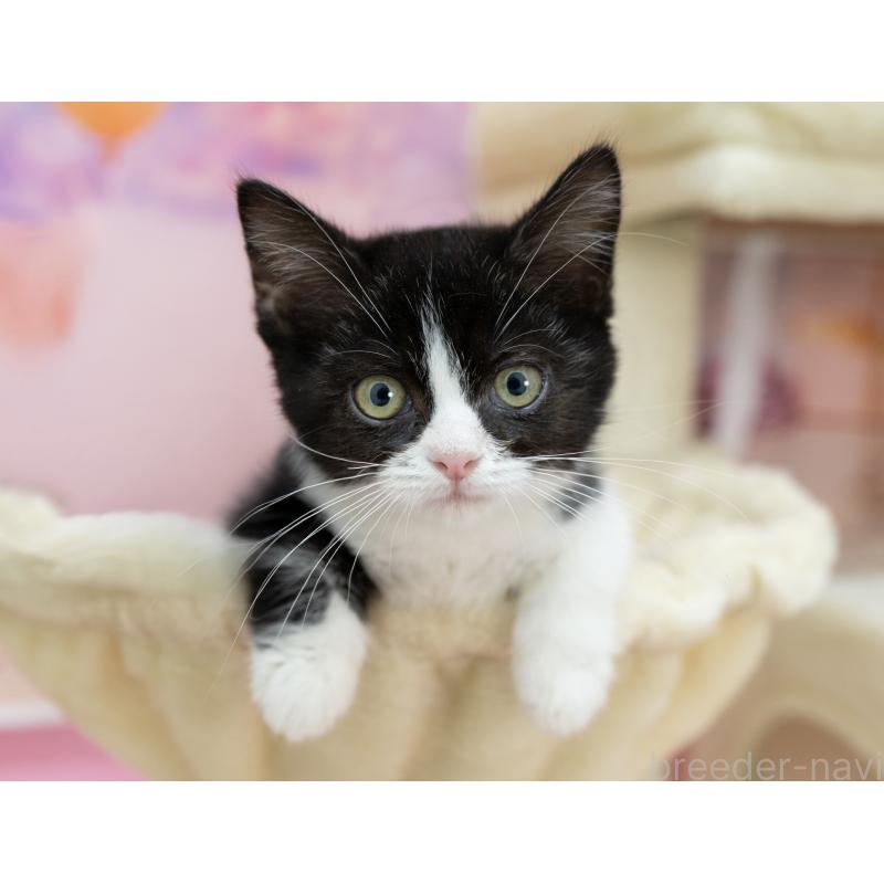 販売中の岐阜県のミヌエット-132306の5枚目