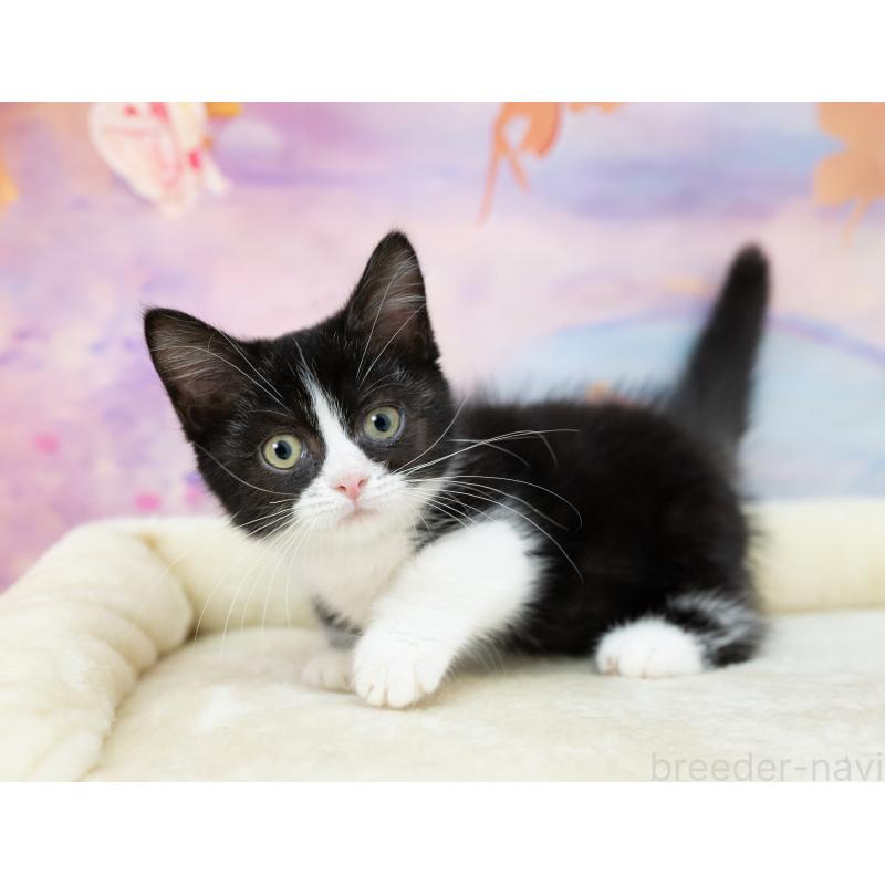 販売中の岐阜県のミヌエット-132306の4枚目