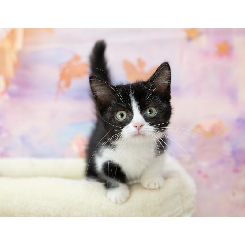 販売中の岐阜県のミヌエット-132306の3枚目