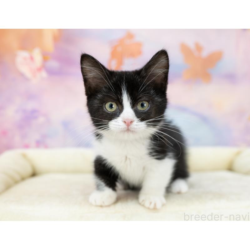 販売中の岐阜県のミヌエット-132306の2枚目