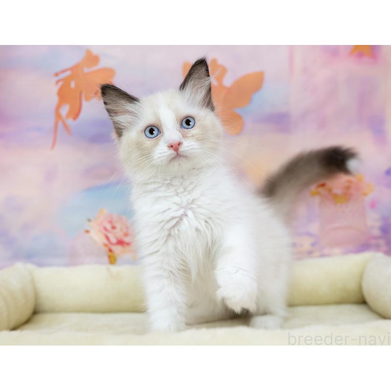 販売中の岐阜県のラグドール-132307の5枚目