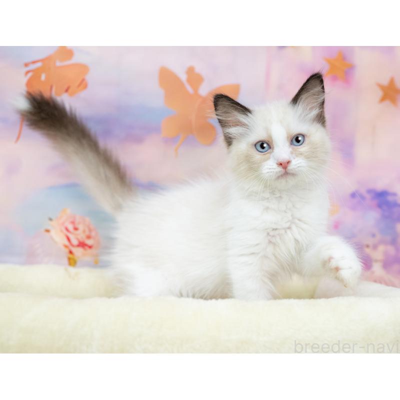 販売中の岐阜県のラグドール-132307の4枚目