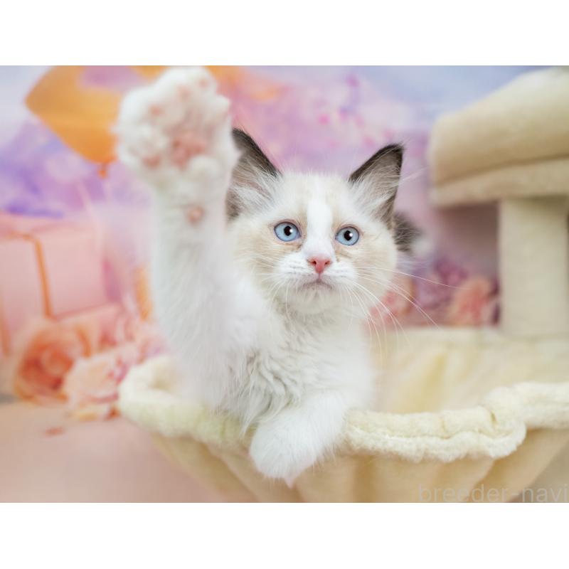 販売中の岐阜県のラグドール-132307の3枚目