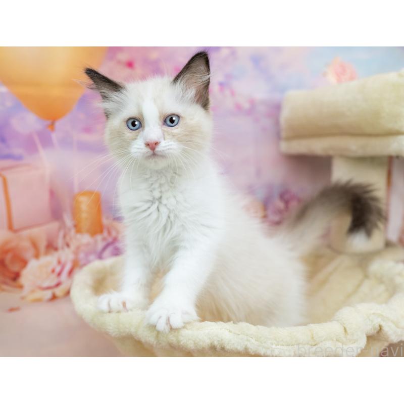 販売中の岐阜県のラグドール-132307の2枚目