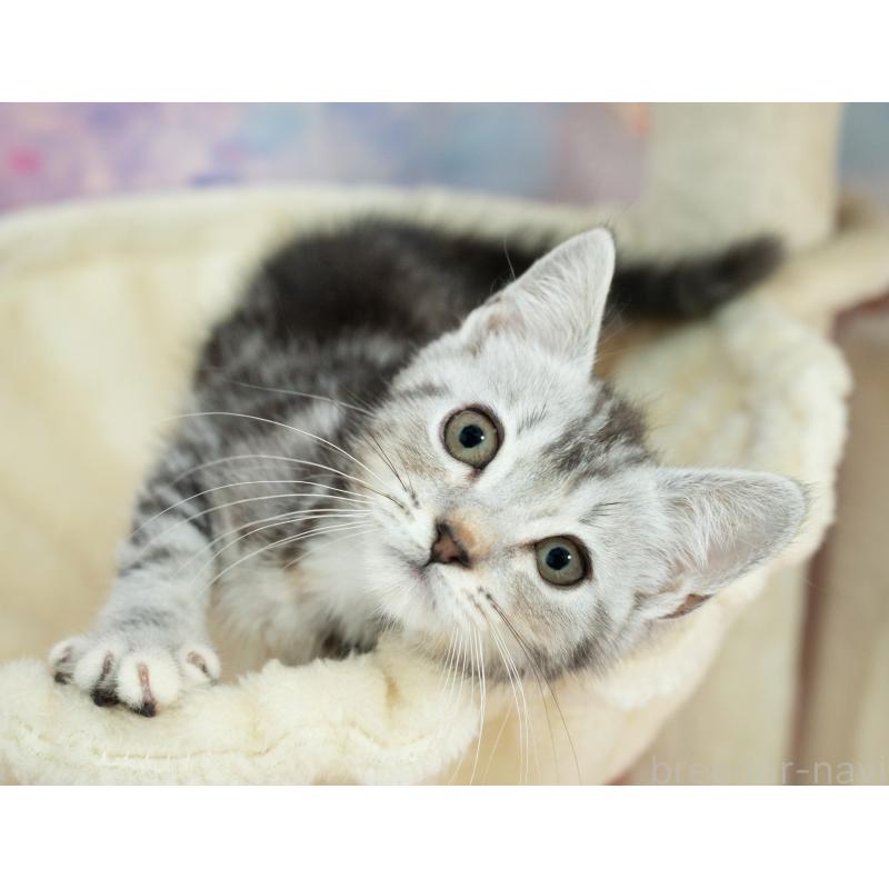 販売中の岐阜県のマンチカン-132308の5枚目