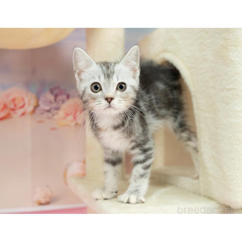 販売中の岐阜県のマンチカン-132308の4枚目