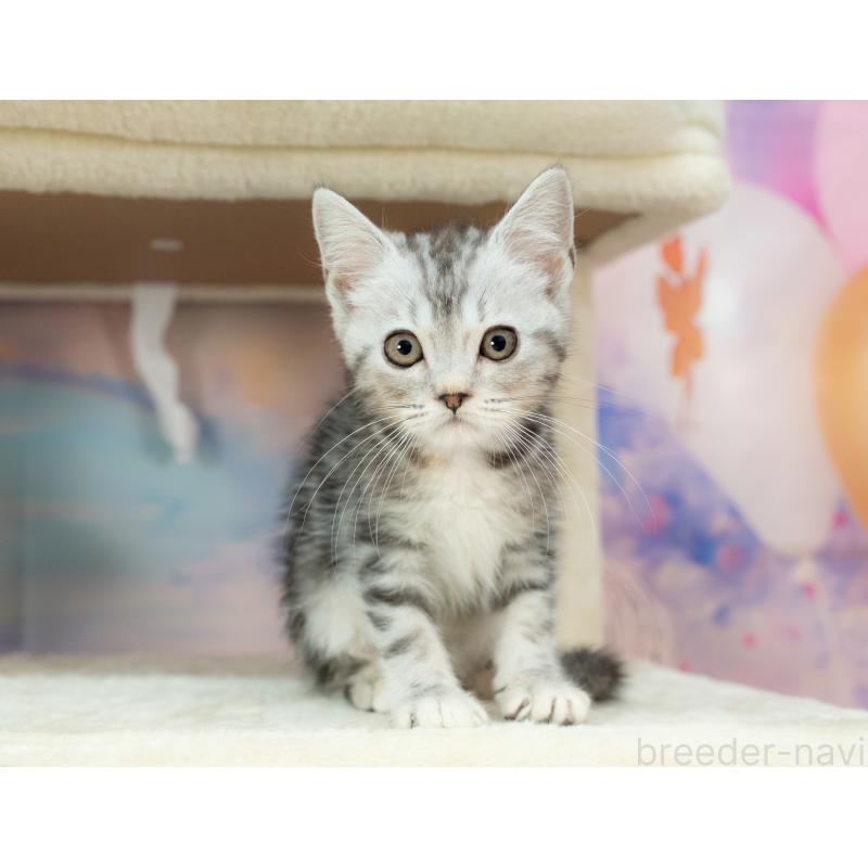 販売中の岐阜県のマンチカン-132308の3枚目