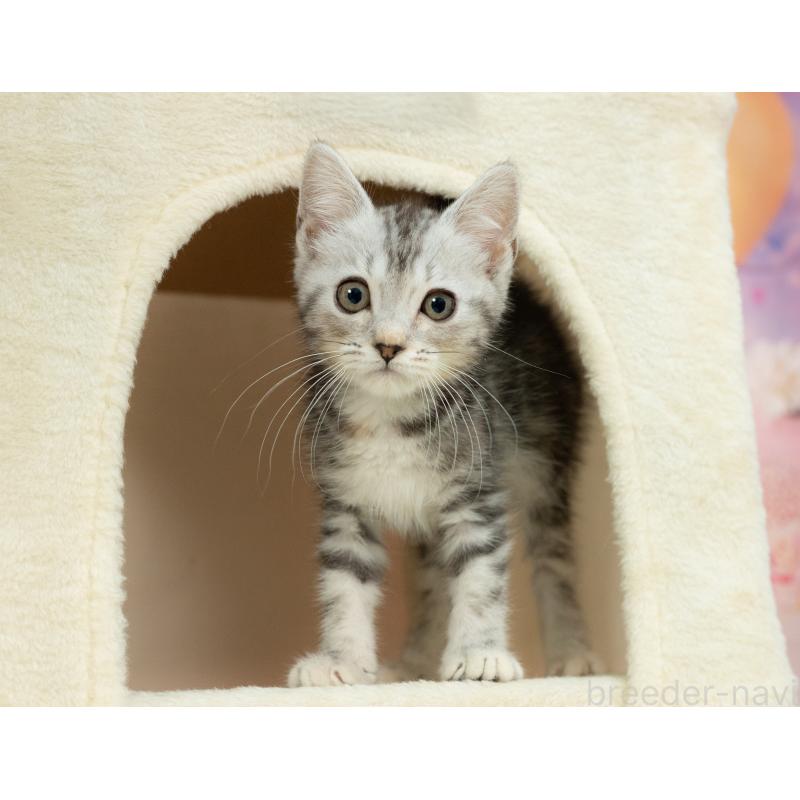 販売中の岐阜県のマンチカン-132308の2枚目