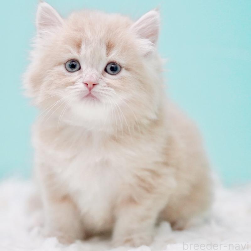 販売中の東京都のサイベリアン-130870