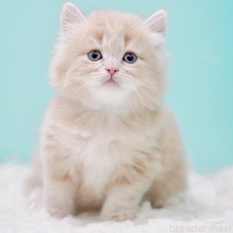 商談中の東京都のサイベリアン-130870の15枚目