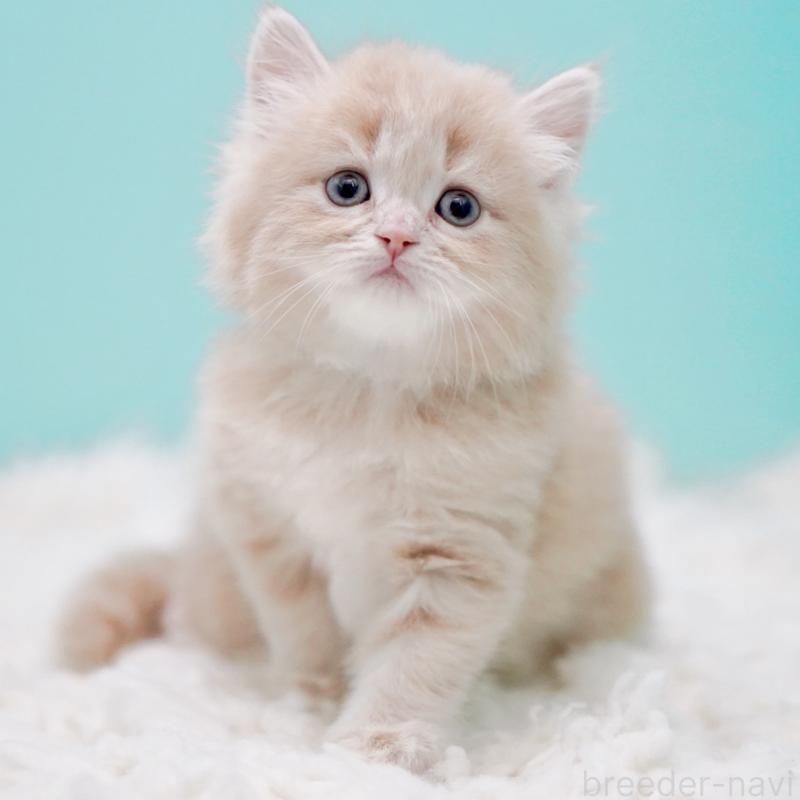 商談中の東京都のサイベリアン-130870の14枚目