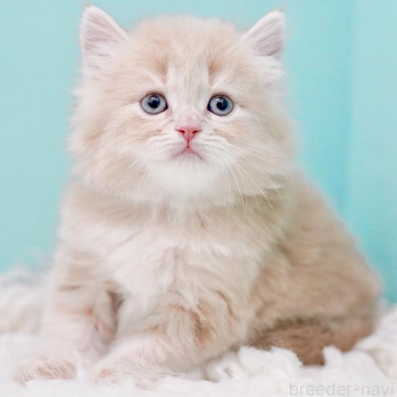 商談中の東京都のサイベリアン-130870の11枚目