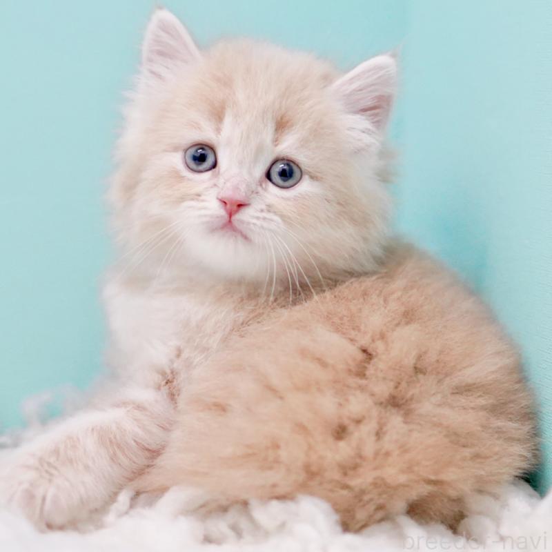 商談中の東京都のサイベリアン-130870の9枚目