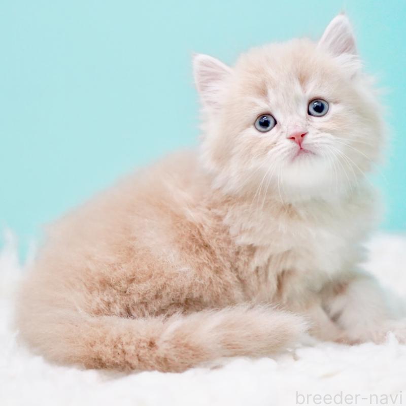 商談中の東京都のサイベリアン-130870の8枚目