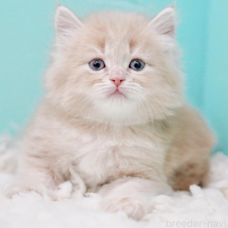 商談中の東京都のサイベリアン-130870の7枚目