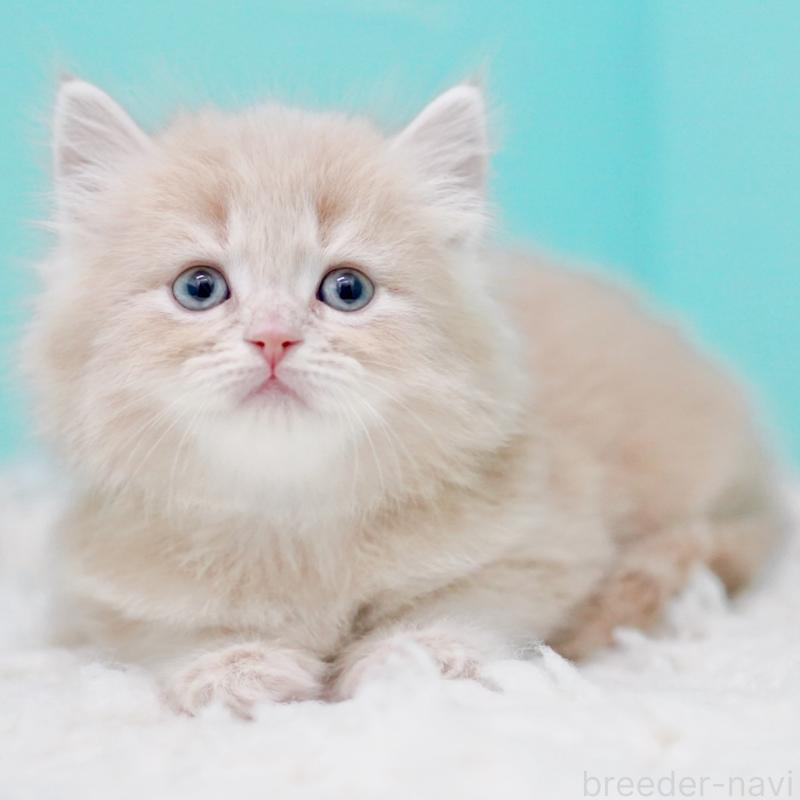 商談中の東京都のサイベリアン-130870の6枚目