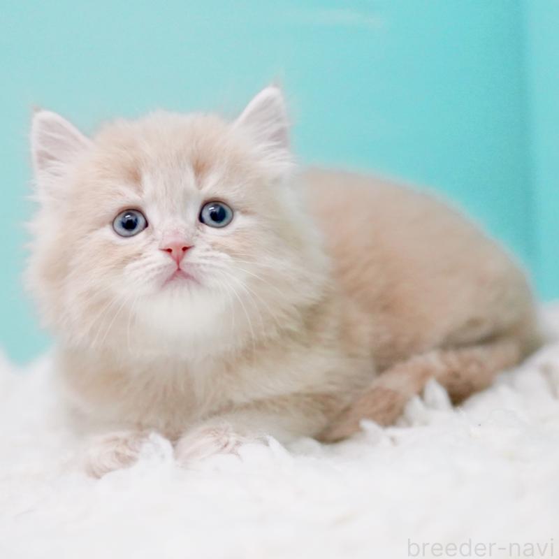 商談中の東京都のサイベリアン-130870の5枚目