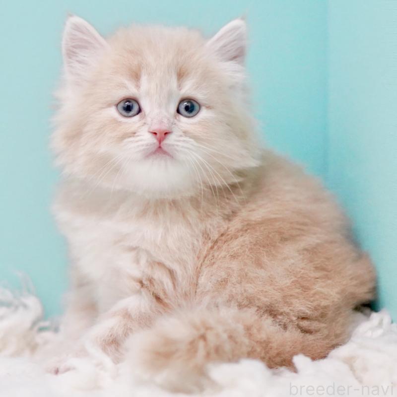 商談中の東京都のサイベリアン-130870の3枚目