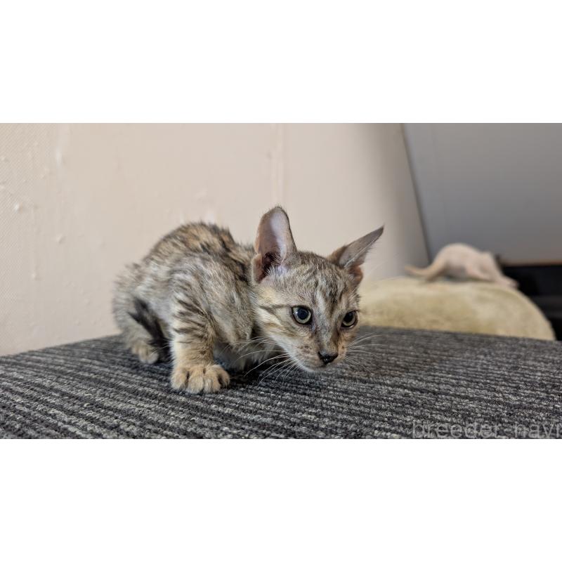 販売中の愛知県のベンガル-126381の3枚目