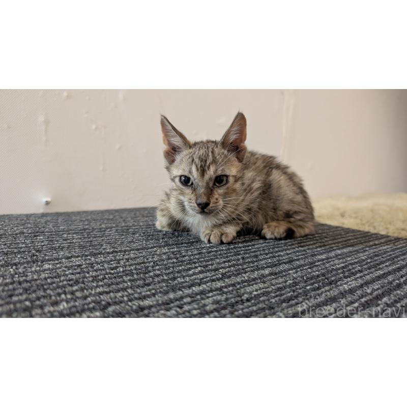 販売中の愛知県のベンガル-126381の2枚目