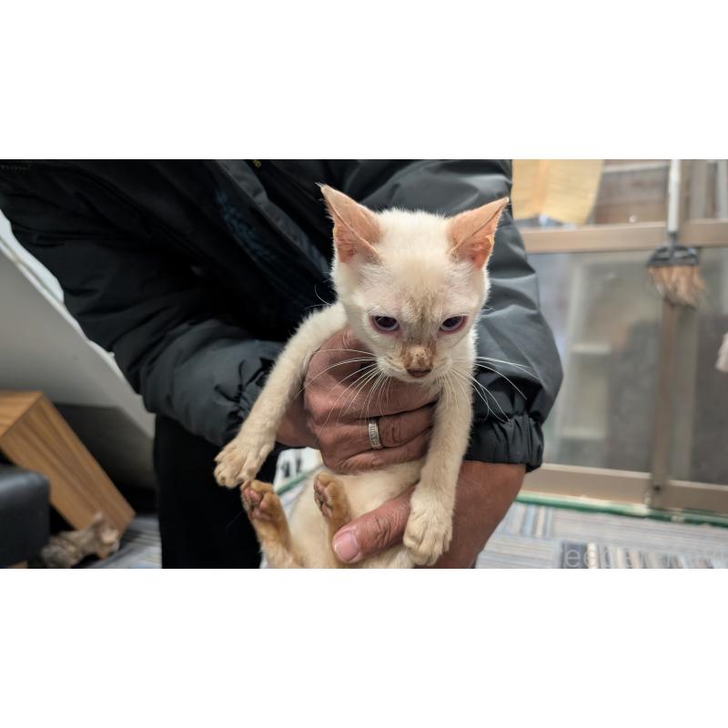 販売中の愛知県のベンガル-126382の3枚目