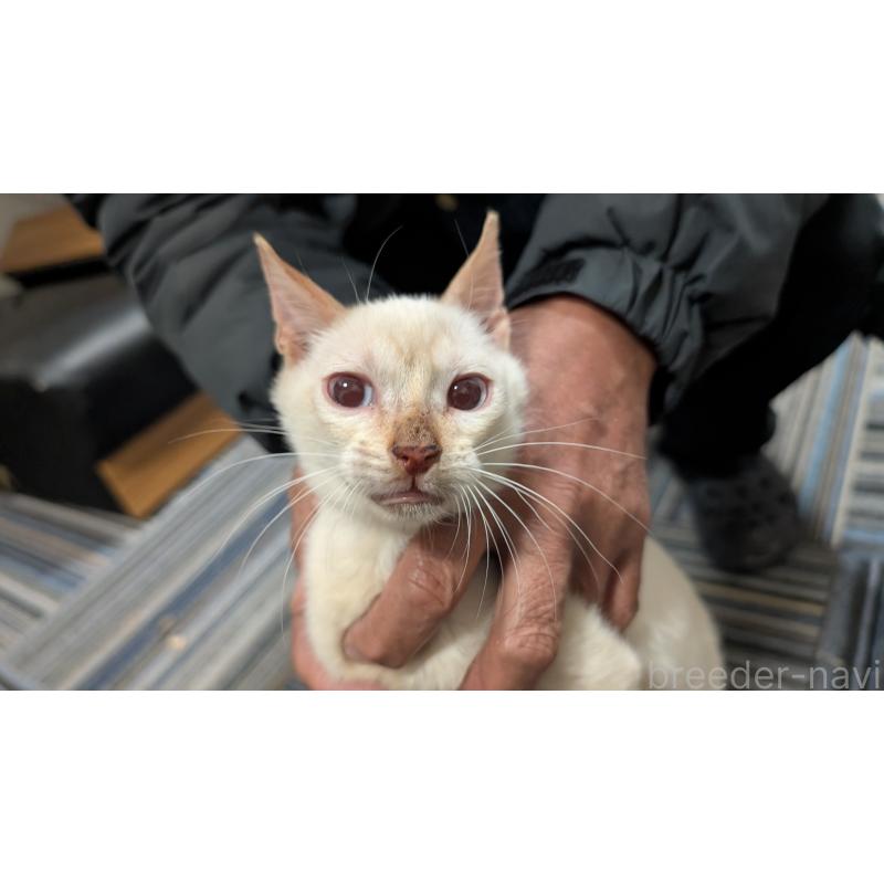 販売中の愛知県のベンガル-126382の2枚目