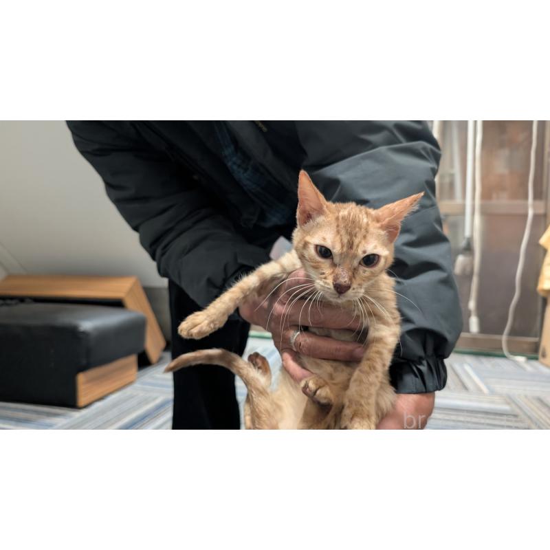 販売中の愛知県のベンガル-126384の3枚目