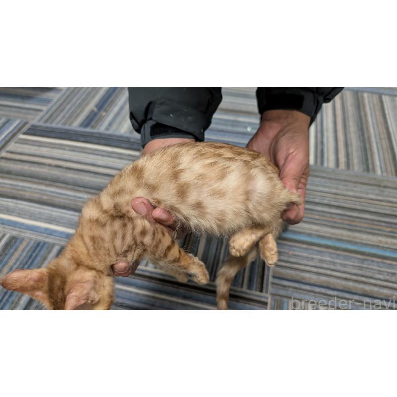 販売中の愛知県のベンガル-126384の2枚目