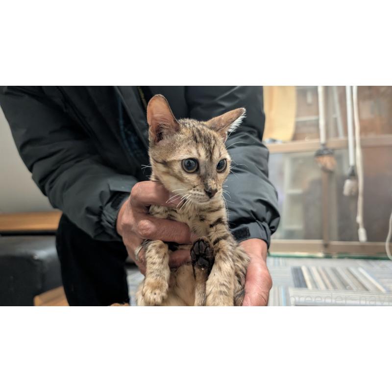 販売中の愛知県のベンガル-126385の3枚目