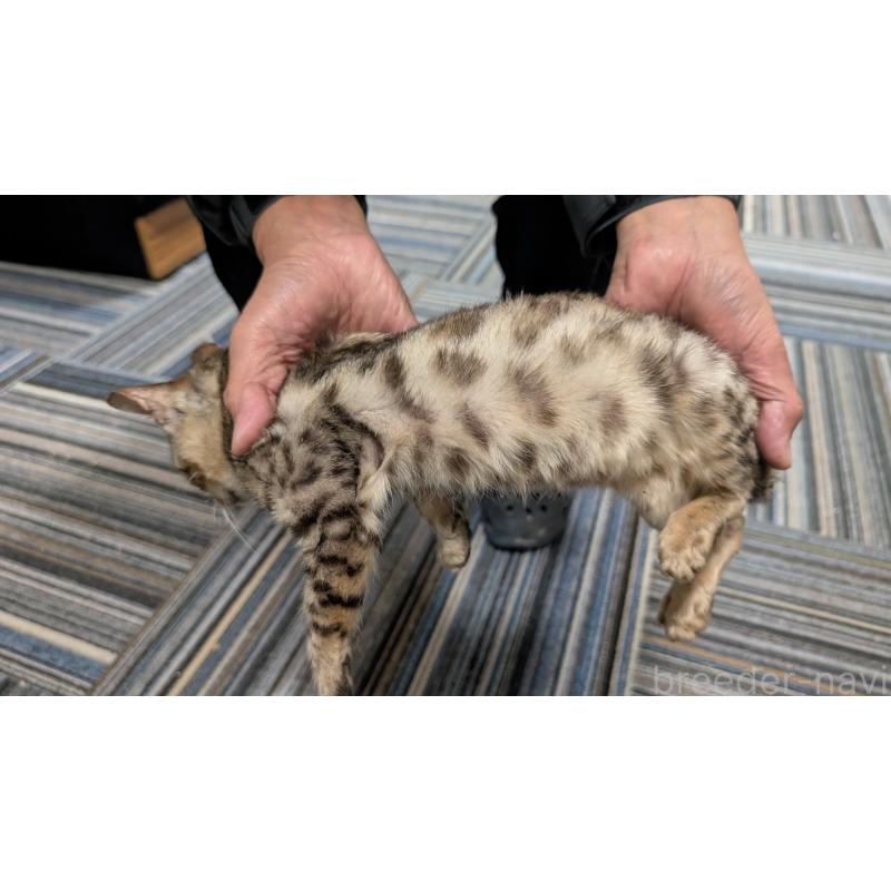 販売中の愛知県のベンガル-126385の2枚目