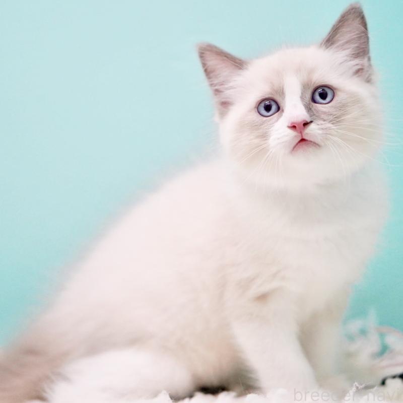 販売中の東京都のラグドール-130371